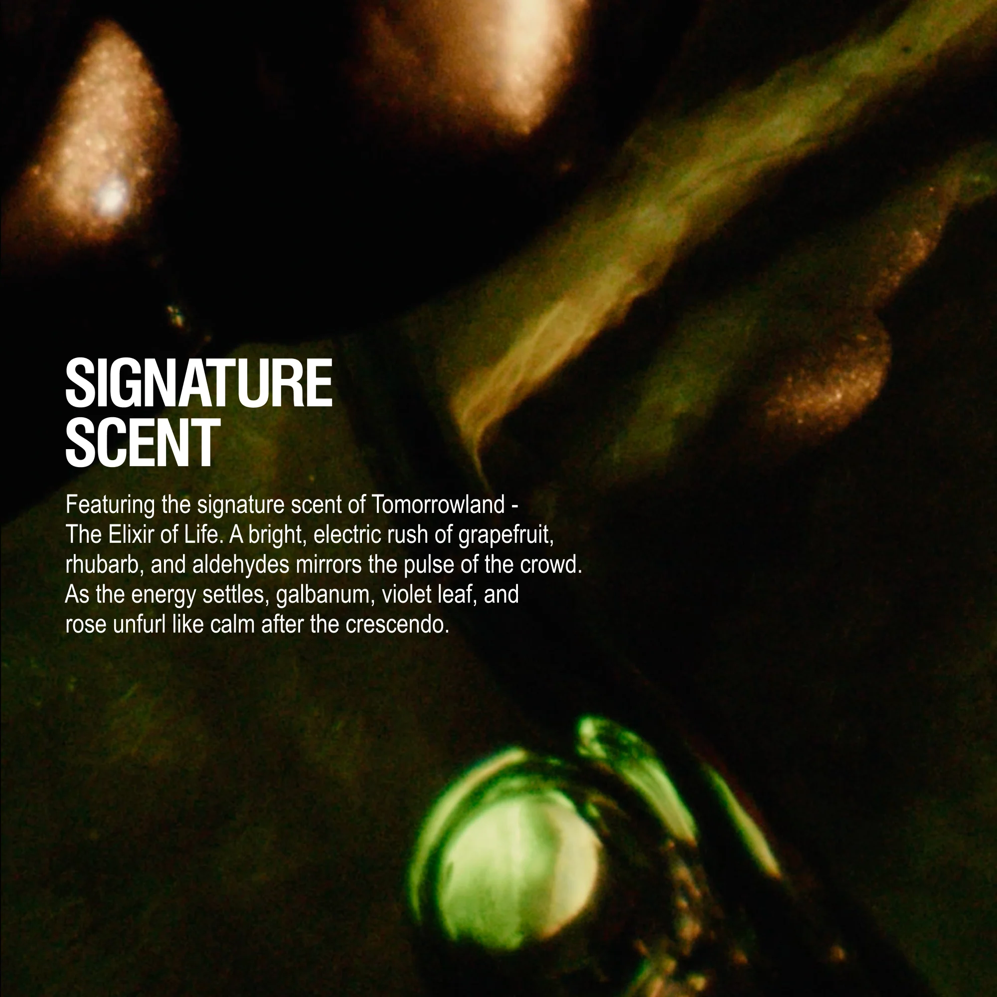 Tomorrowland Edition: Conditioner - Image 4